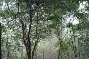 Rainforest Night walk thought the Tapir Home