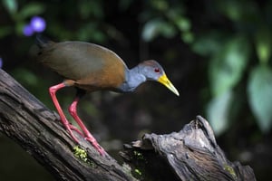 Visite nocturne de la faune de la forêt tropicale de Rincón de la Vieja
