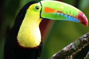 Rio Celeste Waterfall: Rain Forest Hike & Sloth Observation