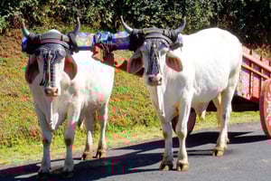 São José: Fábricas e lojas de Oxcart Doka, Grecia e Sarchi
