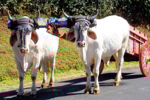 San Jose: Doka, Grecia & Sarchi Oxcart Factories and Stores