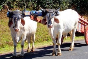 San Jose: Doka, Grecia & Sarchi Oxcart tehtaat ja myymälät.