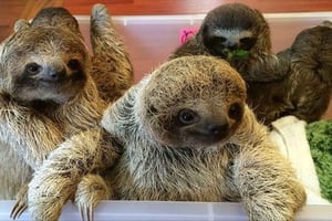 San Jose: Tur till Sloth och Wildlife Rescue Center