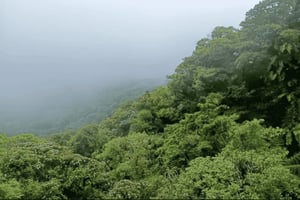 Santa Elena : promenade guidée privée dans la réserve de la forêt des nuages