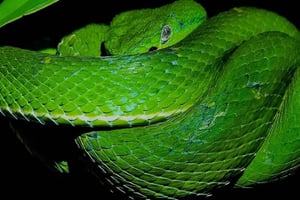 Santa Elena: Rifugio della fauna selvatica Monteverde Tour serale a piedi