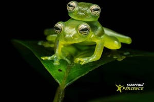 Sarapiquí: Rainforest Night Walk with Wildlife Guide