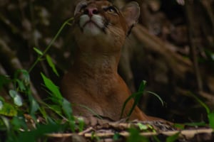 Sierpe: Wędrówka po Parku Narodowym Corcovado