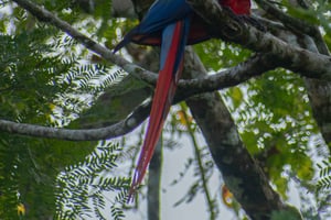 Sierpe: Jungle Wild Cruiser and Mangrove Forest Tour