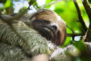 Sloth and Hanging Bridges Tour - Bijagua