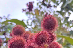 Spice tour with Dayana in French: Villanueva, Quepos