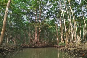Térraban kosteikkoalueen ja Coronadojoen yksityinen kajakkikierros