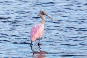 Tortuguero: Birdwatching, Over 300 Bird Species, Kingfishers