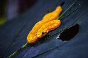 Tortuguero: Tuguero: Jaguar Trail Opastettu vaellus 'Tunne sademetsä'