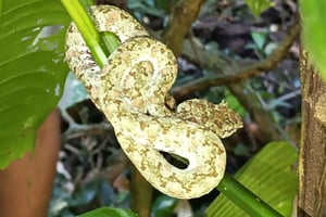 Tortuguero: Guidet tur på jaguarstien med kikkert