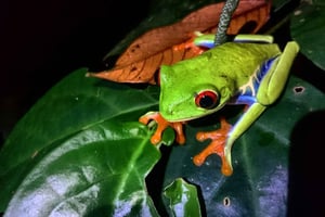 Tortuguero: Nattlig dyrelivsspotting og jungelvandring