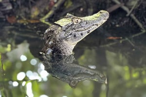 Tortuguero: Tur til kanalene i Tortuguero nasjonalpark