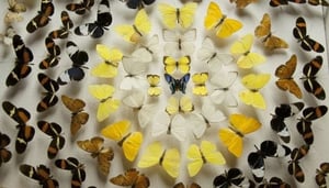 University of Costa Rica Insect Museum