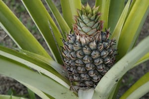 Uvita : visite agricole et cuisine traditionnelle