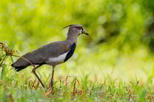 Uvita : Observation des oiseaux