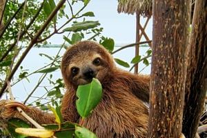 Uvita : sentier d'observation des paresseux - Le meilleur circuit pour observer les paresseux au Costa Rica