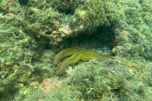 Uvita: tour de snorkel a la cola de la ballena