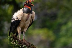 Veragua: Fågelskådning, quetzal, över 400 arter