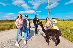 Loop Head: Alpakka kokemus kävelyllä ja villan kehräämisellä