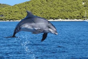Biograd: passeio de observação de golfinhos
