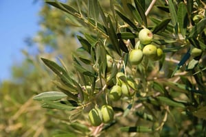 Cres: Wycieczka piesza z degustacją oliwy z oliwek