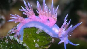 Diving Center Aquatica Mljet