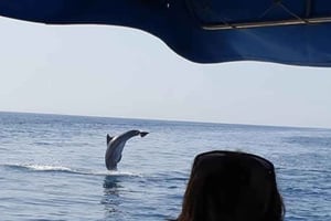 Dolphin tour 2 hours