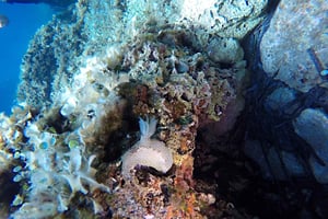 Dubrovnik: 1-dags Discover Scuba Diving-kurs