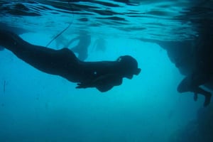 Dubrovnik: Blå grottan & Sunj Beach båttur med dryck