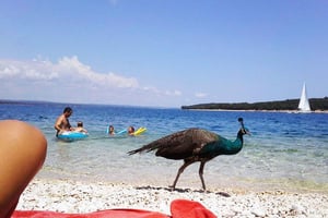 De Pula: Paragem na ilha e cruzeiro de um dia no Parque Nacional