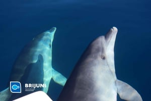 Depuis Pula : croisière au coucher du soleil avec observation des dauphins