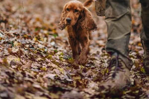 Истрия: индивидуальная экскурсия с охотой на трюфели, дегустацией и историей
