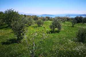 Kastela: Delicacies & Live-musiikki