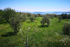 Каштела: дегустационный тур по вину и оливкам с деликатесами и живой музыкой