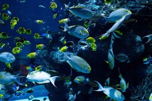 Makarska: Privat fangst- og udløsningstur med lokal fisker