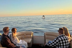 Gite private in barca a Parenzo: avvistamento delfini, panorama