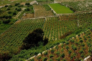 ドゥブロヴニクからペリェシャツまでのプライベート 1 日ワイン ツアー