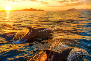 Pula: Delfinbeobachtung & Wildnis-Kreuzfahrt mit allem inklusive