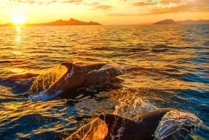 Pula: dolfijnen spotten en wildcruise met alles inbegrepen