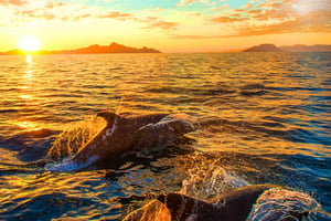 Pula: Delfiinien katselu ja villieläinten risteily all inclusive