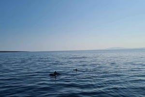 Rab: Passeio de barco por Zavratnica, Goli Otok e Sveti Grgur