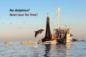 Ровинь: Дельфины на рассвете и рыбаки за работой. Экскурсия на катере