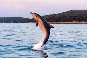 Rovinj: Excursión compartida con delfines y puesta de sol con bebidas
