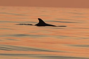 Водице: водная прогулка с наблюдением за дельфинами в архипелаге Шибеник