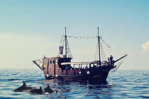 Vrsar: Dolphin Watching Boat Ride