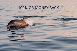 Врсар: Приключение на катере с наблюдением за дельфинами на закате